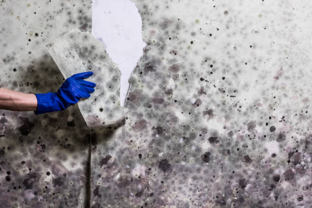 Best Residential Mold Removal  in Withamsville, OH